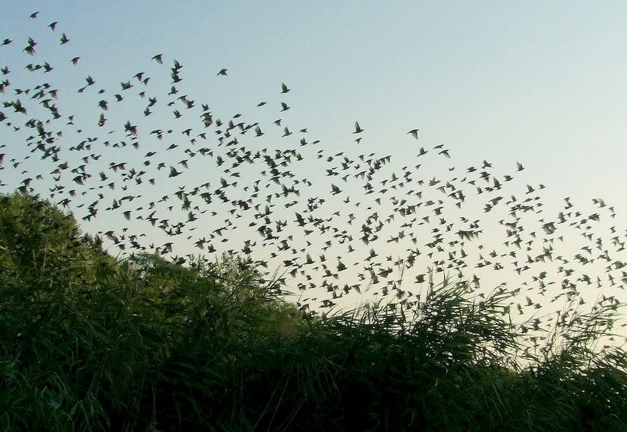 Vogelschwarm fliegt über Büsche